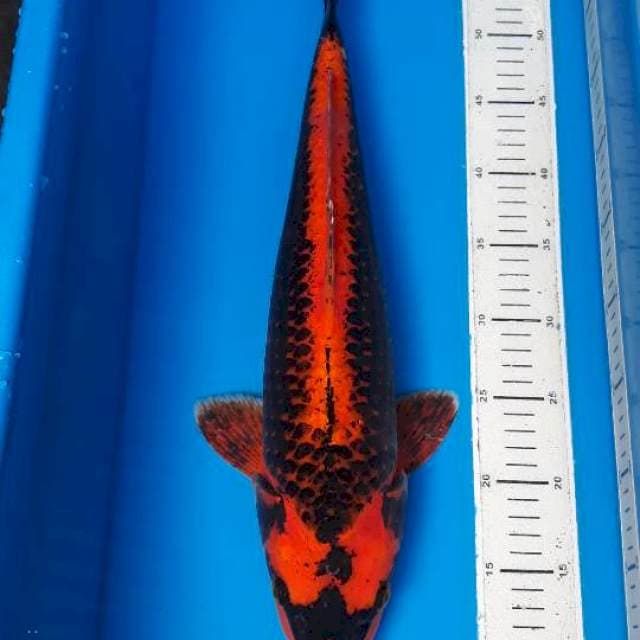 The kabuto 48 cm