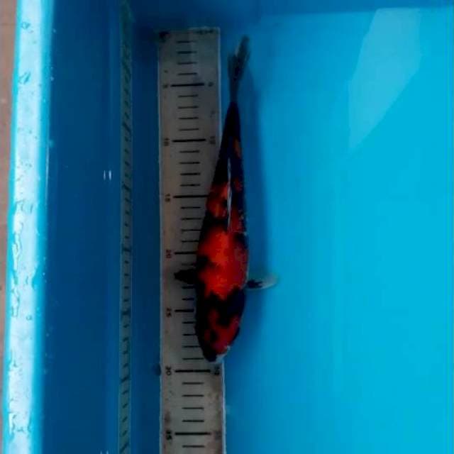 Showa 29cm