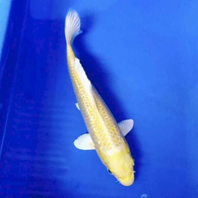 Yamabuki mulus ginrin