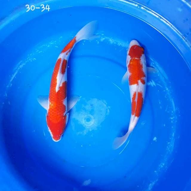 Duo Kohaku