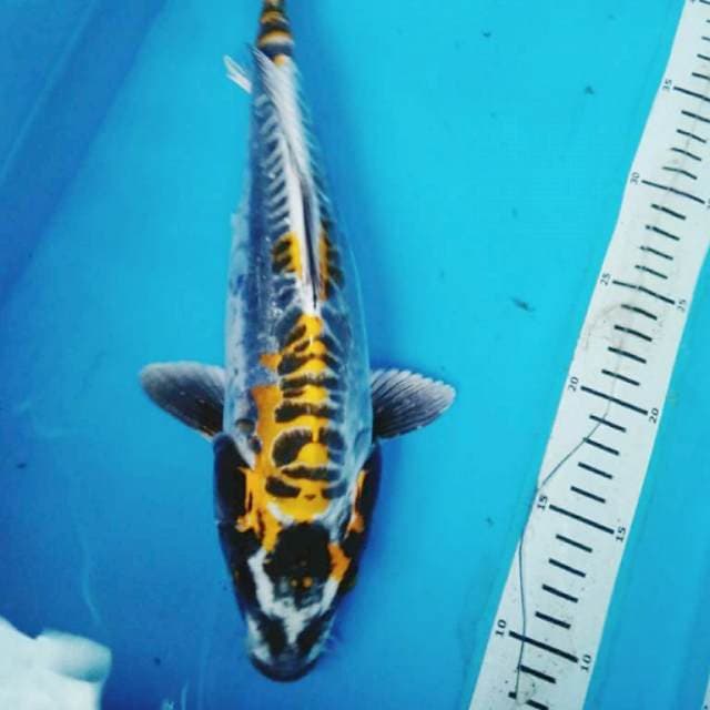 KIN KIKO 34 cm