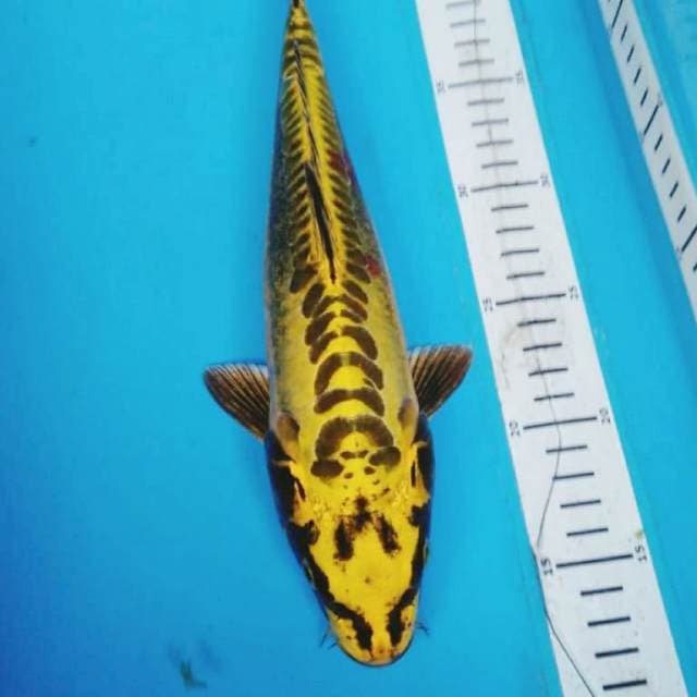 KIN KIKO ANTIK 32 cm