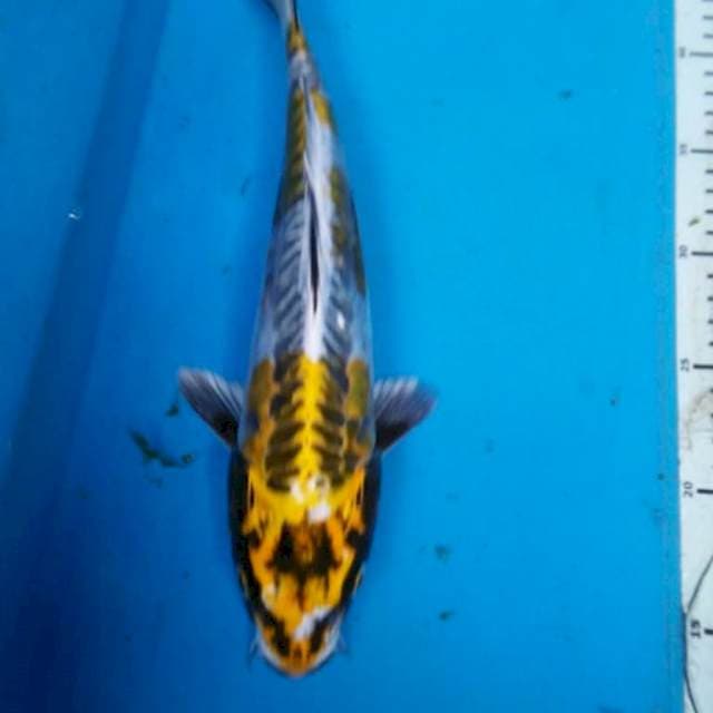 Kin KIkO ANTIK 30 cm