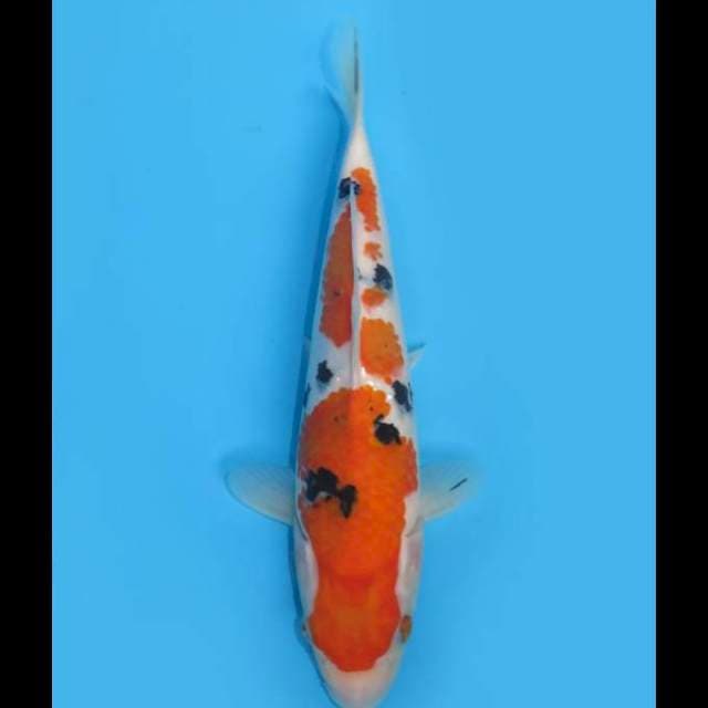 HQ Sanke - 27cm Male