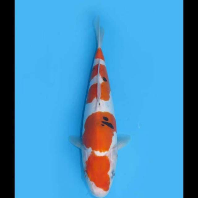 Sanke Doitsu Murni - 27cm Female