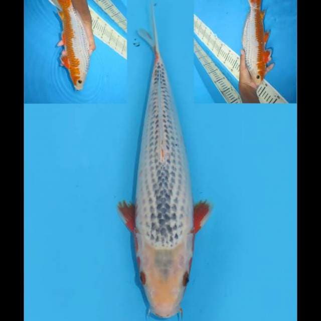 Biru Asagi - 32cm Male