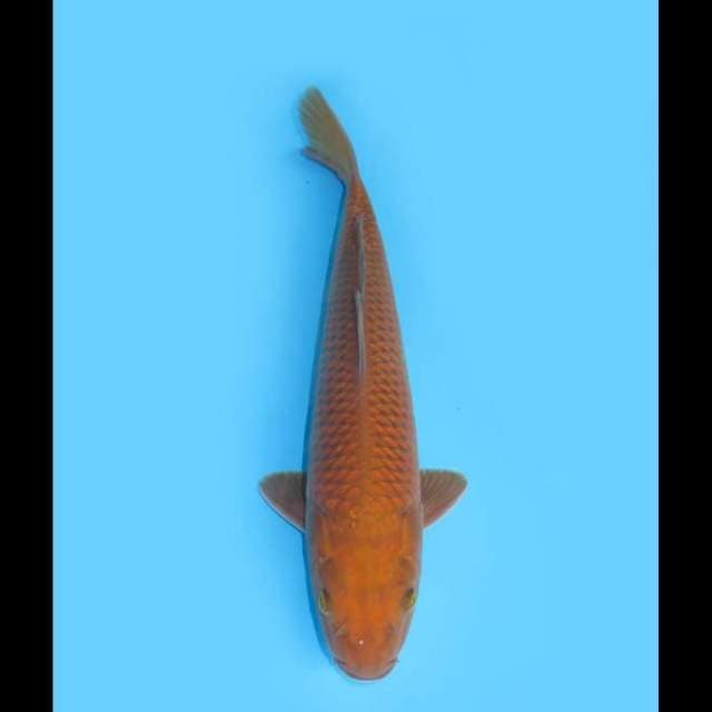 Tosai Chagoi Tembaga - 32cm Male