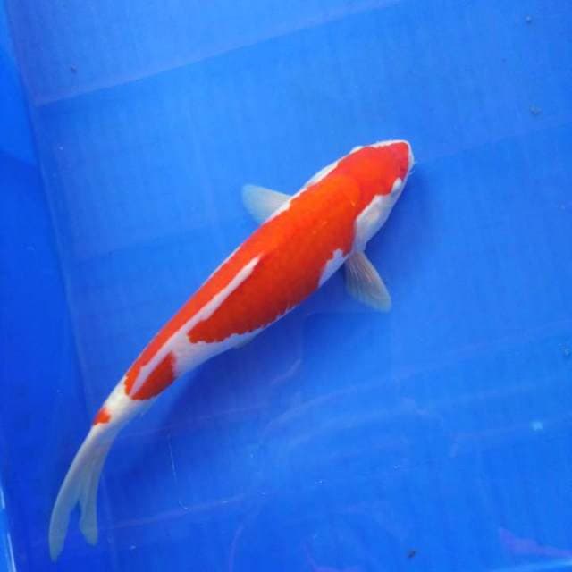 Kohaku
