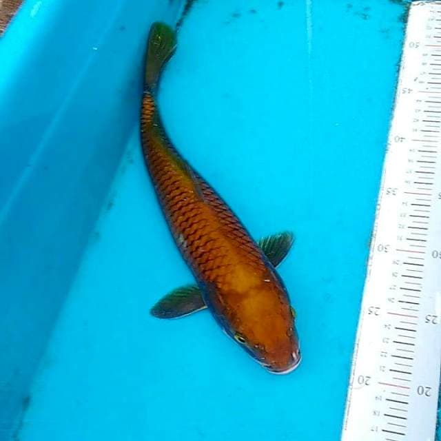 Chagoi tembaga
