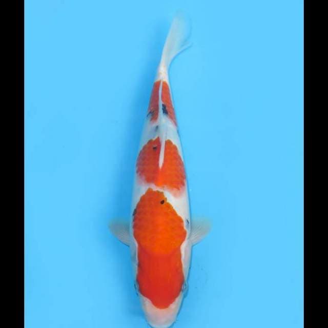 Sandan Sanke HQ - 25cm Male