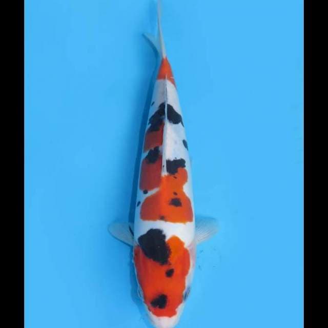 Doitsu Murni Koleksi - 27cm Male