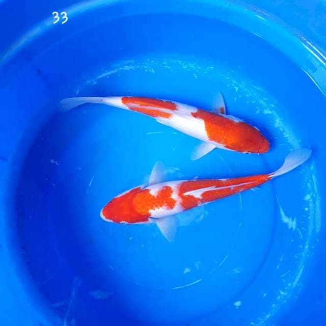 Duo Kohaku