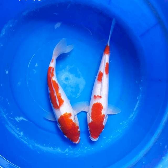 Duo Kohaku Bakat Jumbo
