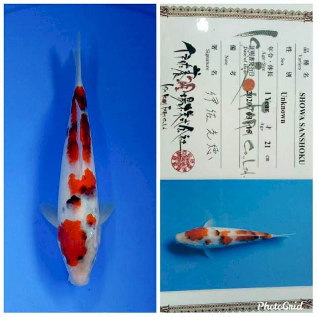 Showa tosai isa farm