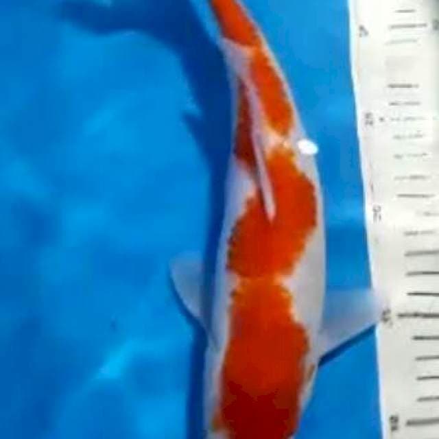 kohaku 32cm