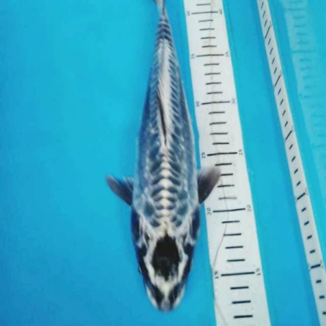 KIKOKORYU