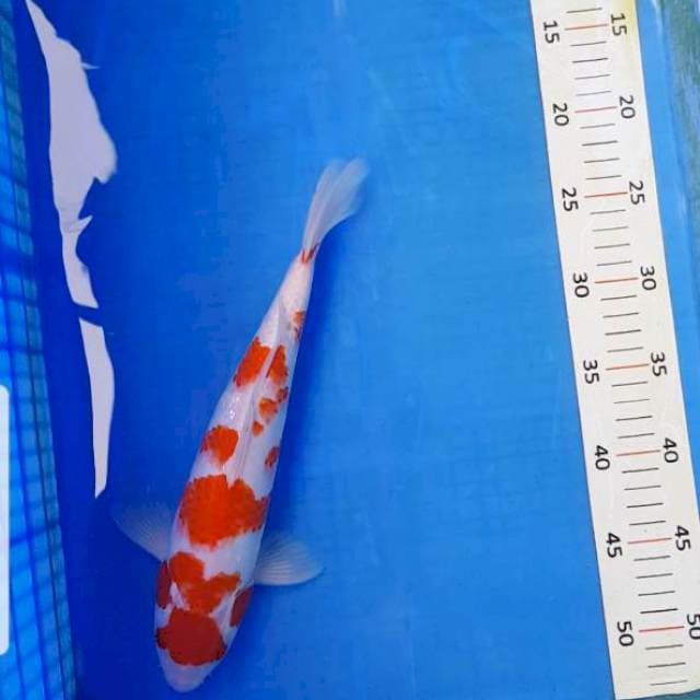 Kohaku