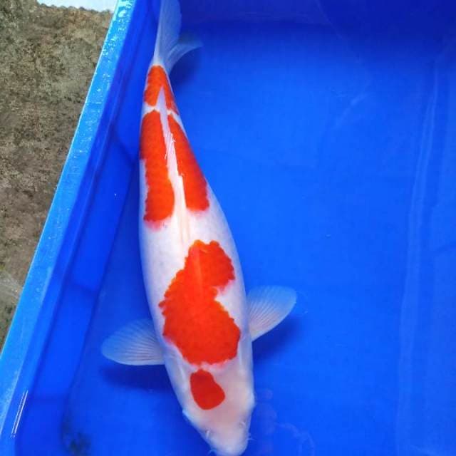 Kohaku premium 4 langkah