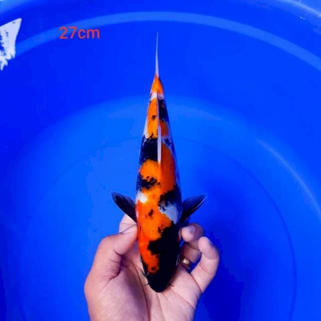 DNR - SHOWA MALE 27cm