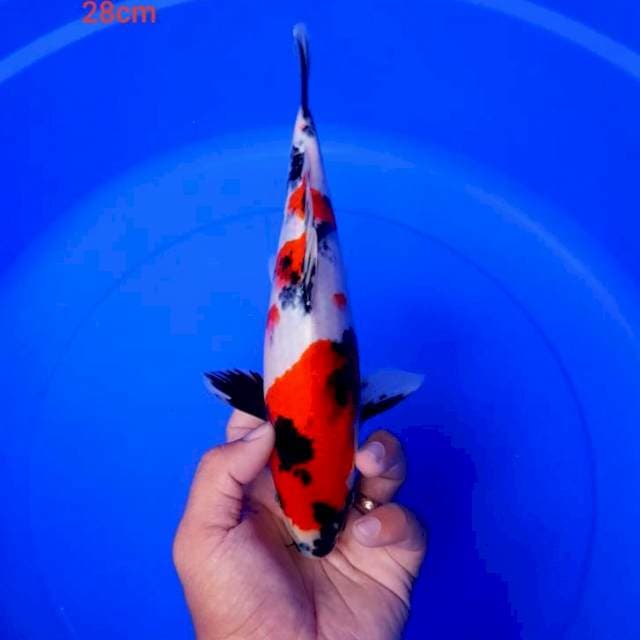 DNR - SHOWA MALE 28cm