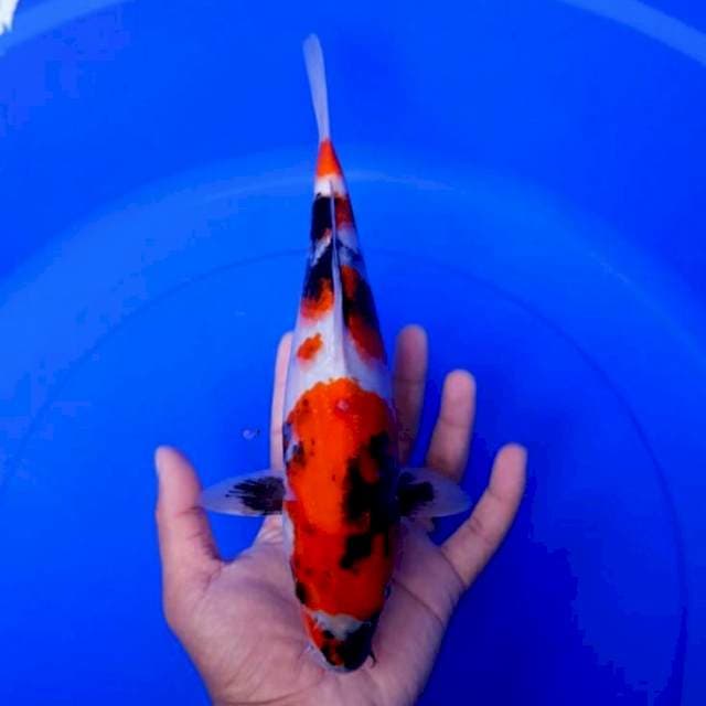 DNR - SHOWA 28cm