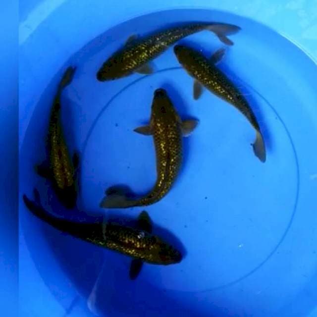 Midori ginrin berpunuk