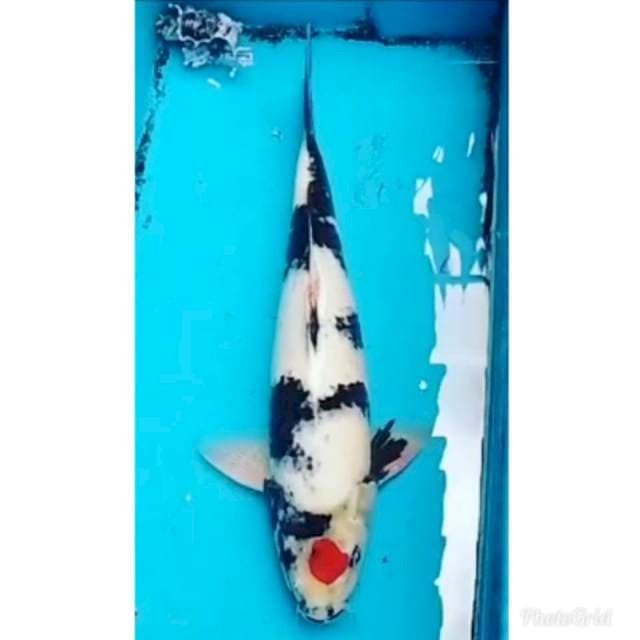 Lelang singgkat jumbo