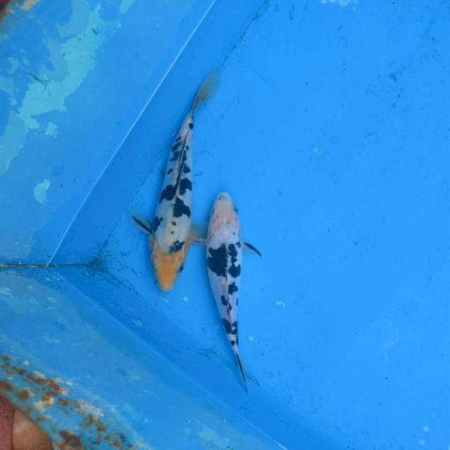 Duo Bekko Doitsu F1