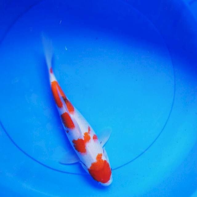 Showa tattegoi 30cm