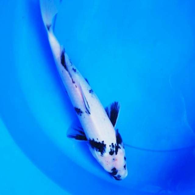 Shiro 33cm male