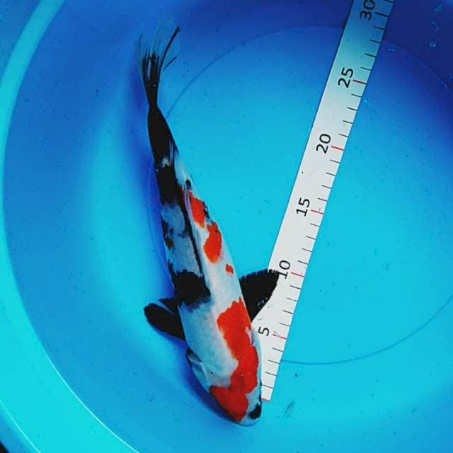 Kin showa 28cm
