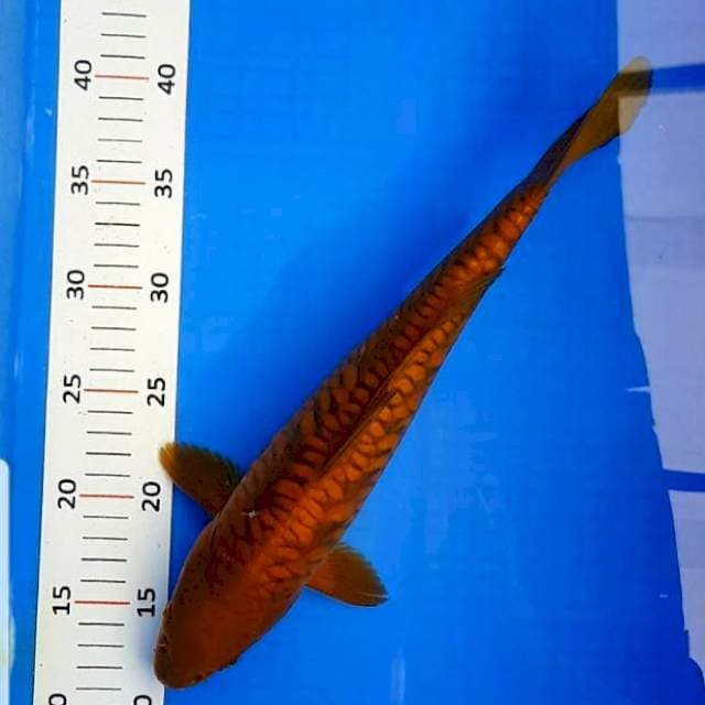 Chagoi tembaga aragoke 36cm