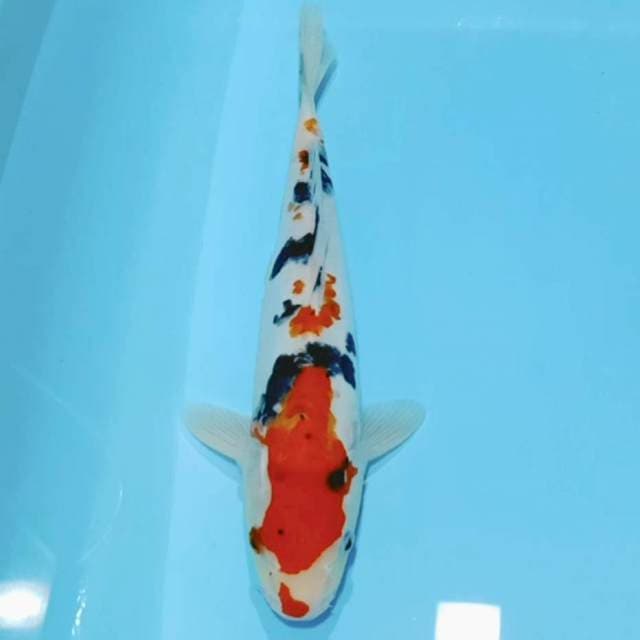 Sanke doitsu