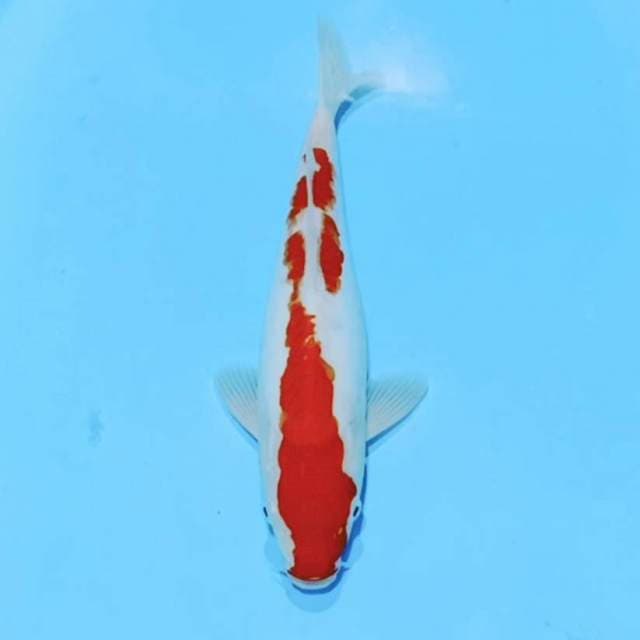 Kohaku doitsu