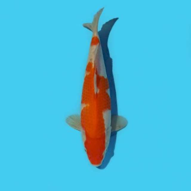 Kohaku Male 26 cm