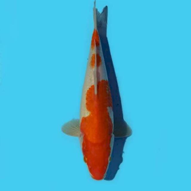Kohaku 25 cm