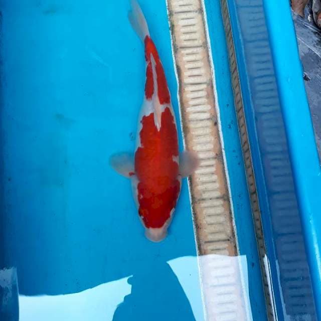 Kohaku 31 cm
