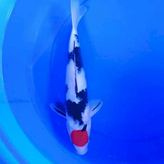 DNR - TANCO SHOWA MALE