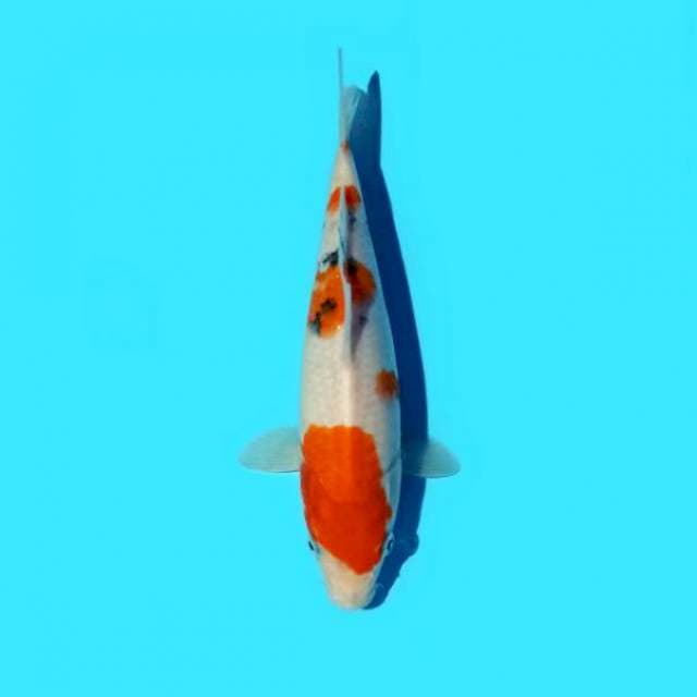 Sanke 22 cm