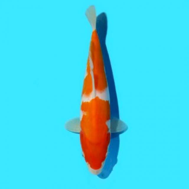 Nidan Kohaky 23 cm