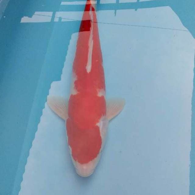 Kohaku male 37 cm jozzz