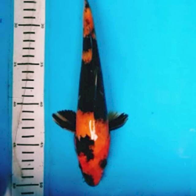 HI UTSURI
