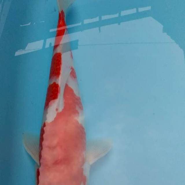 Kohaku 36 cm female yaupeee