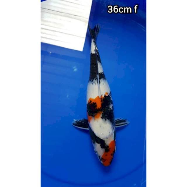 SHOWA 36cm FEMALE