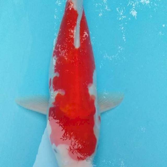 Kohaku 34cm bagus buat bahan