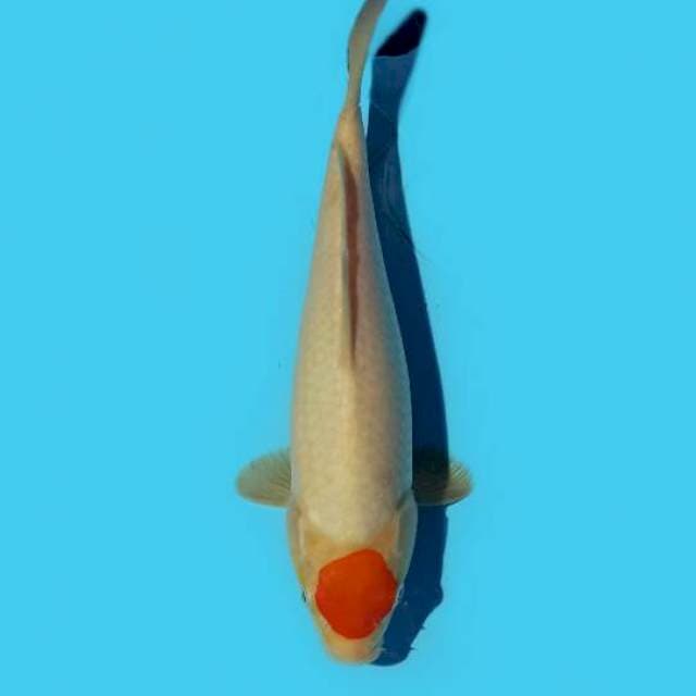 ND TANCO BULK 25CM