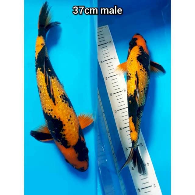 KI UTSURI GINRIN 37cm MALE