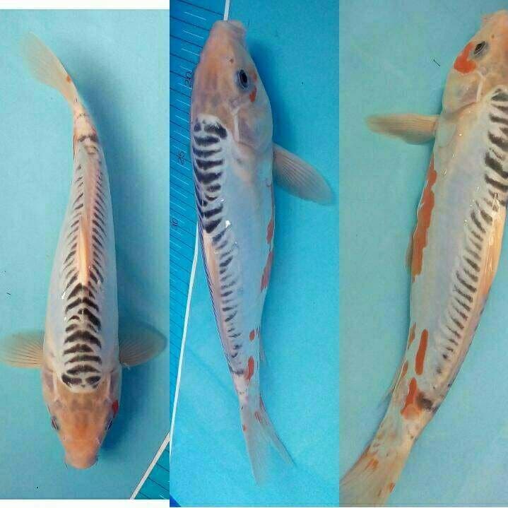Super shusui 27 cm
