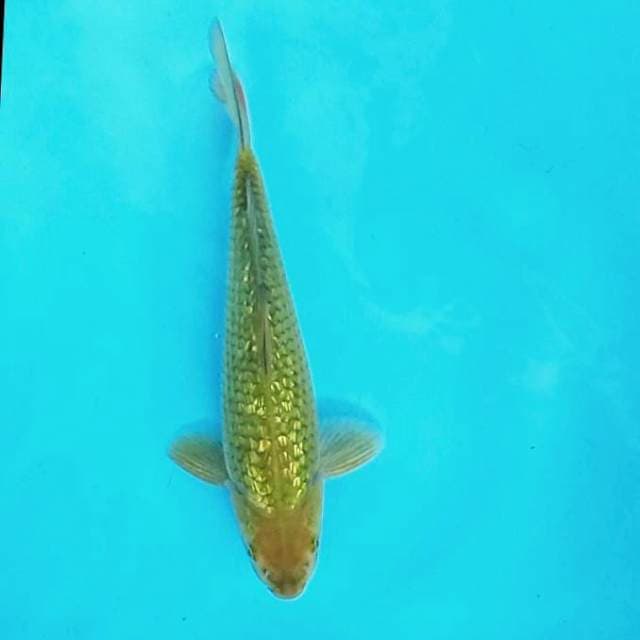 1. Midori Ginrin || 26 cm