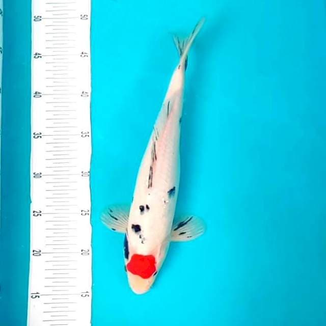 4. Tancho Sanke || 34 cm